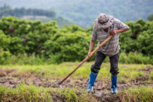 INSS: Aposentadoria Rural pode ser solicitada online? Entenda!